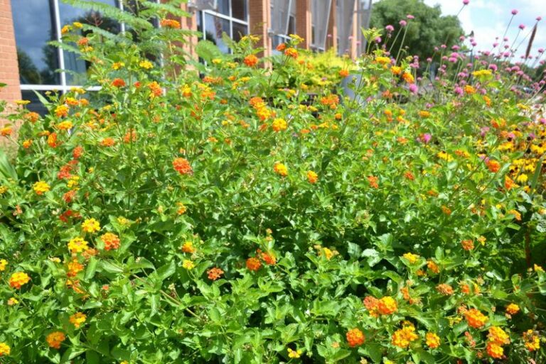 Do This One Thing To Texas Lantana Now For Non-Stop Color Into Fall