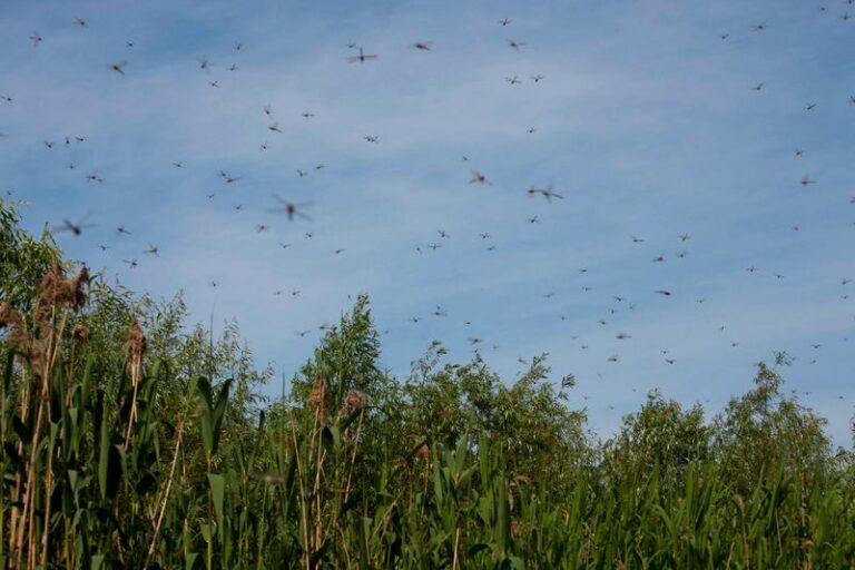 What It Really Means When Dragonflies Suddenly Take Over Your Florida Yard