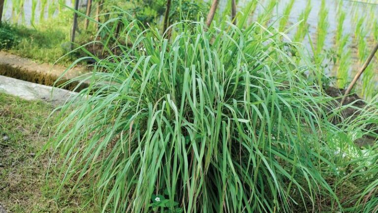 Lemongrass On The Fence Line: A Fragrant Florida Border That Works Hard (Just Not As A Bug Shield)