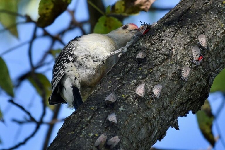 The Native North Carolina Plants That Starve Out Spotted Lanternfly By Feeding Its Predators