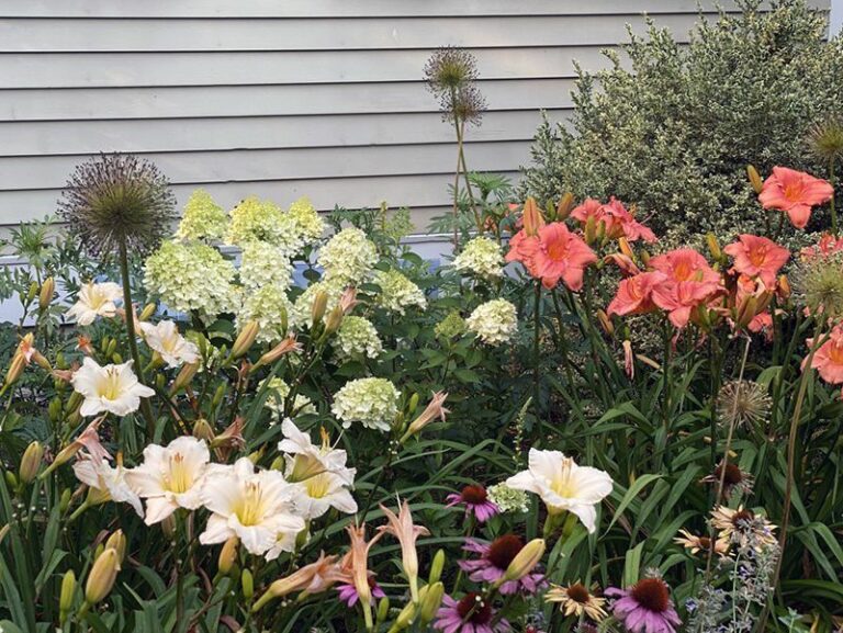 Got Daylilies? The Tasks You Do In Late Summer Set Up Blooms Bigger Than Ever Next Year
