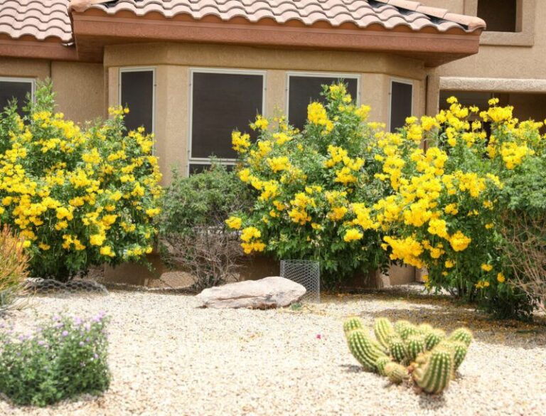 What To Do With Texas Esperanza Right Now For Yellow Blooms Into October