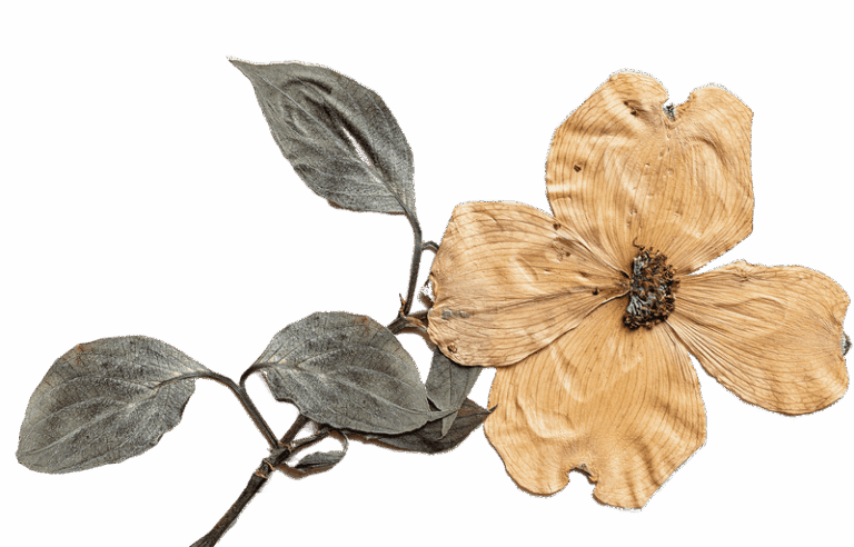 Where Texas Gardeners Track Down Rare Natives The Big Box Stores Never Stock