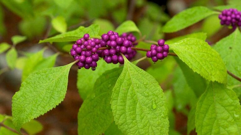 The Native North Carolina Plants Replacing Crape Myrtles Along Fence Lines And Driveways