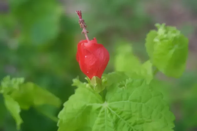 The Texas Porch Plant That Shrugs Off 104 Degree Afternoons And Never Wilts