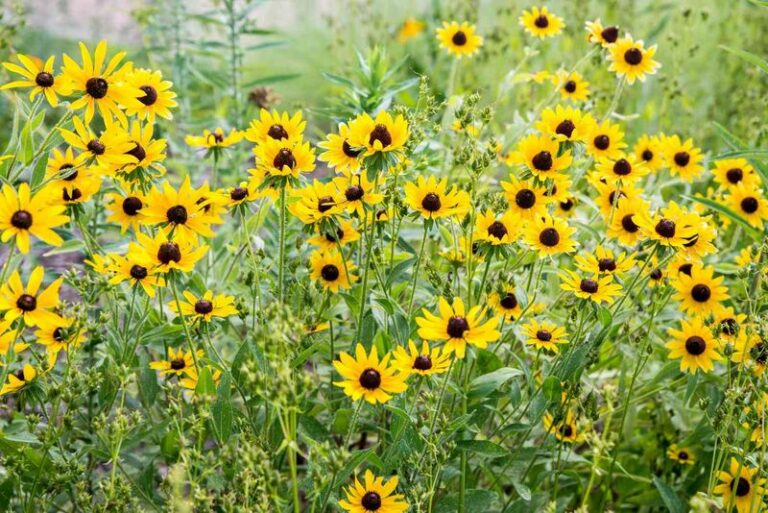 The One Native Texas Plant That Supports a Surprising Number of Bee Species In Your Yard