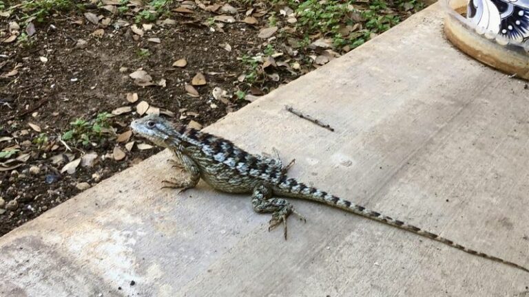 What It Really Means When Texas Spiny Lizards Start Taking Over Your Yard