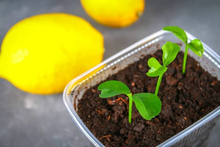 You Can Sprout A Lemon Tree From A Grocery Seed With Zero Gardening Experience