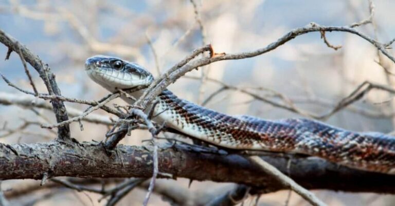 Texas Rat Snake: The Barn Predator That May Quietly Reduce Your Rodent Problem