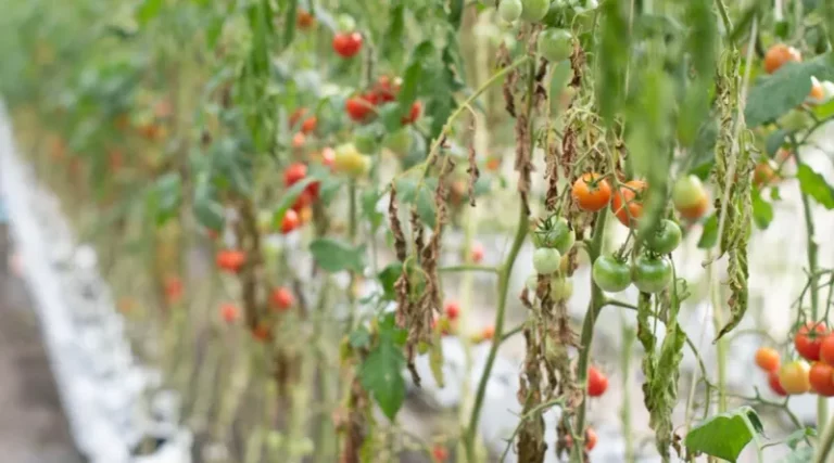 Your Tomatoes Wilt Every Hot Afternoon And Watering More Only Makes The Patch Worse