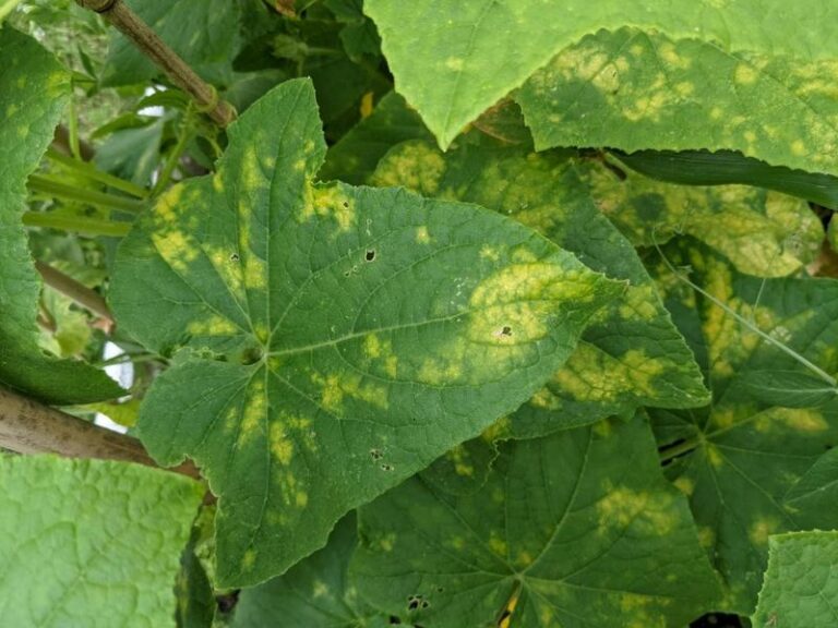 Your Cucumber Leaves Yellow Overnight And It Is Not The Disease You Are Bracing For