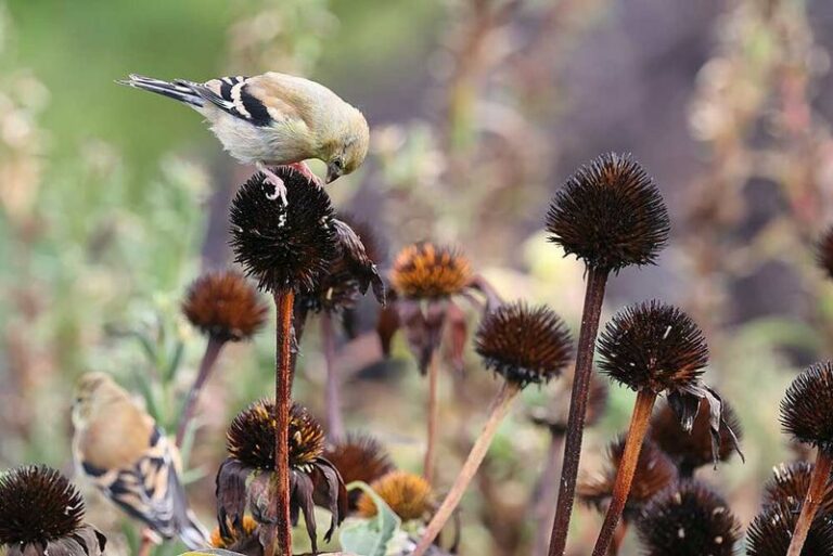Leaving Purple Coneflower Seed Heads Can Provide Winter Food for Goldfinches