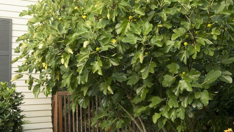 The One Thing You Must Do To North Carolina Fig Trees In August Before The Main Crop Finishes Ripening