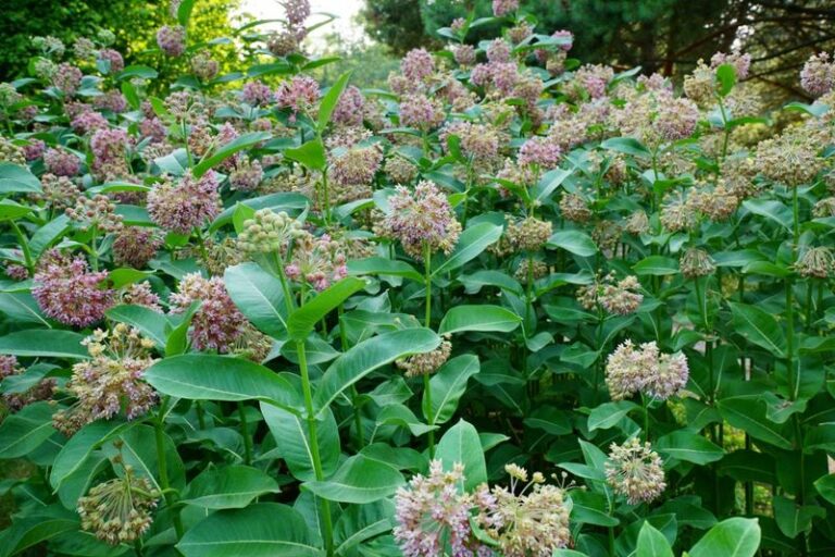 Reasons Why Swamp Milkweed Earns A Spot In Your Pennsylvania Garden