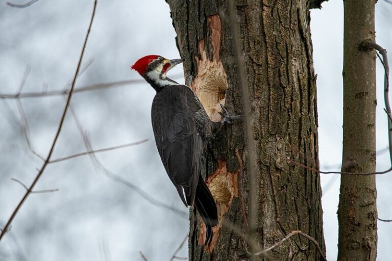 What It Really Means When A Pileated Woodpecker Starts Visiting Your Pennsylvania Yard