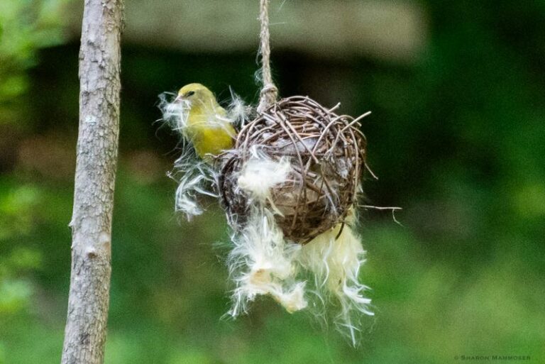 Every Bird Is Done Nesting But That Yellow Goldfinch On Your Thistle Just Became A Parent