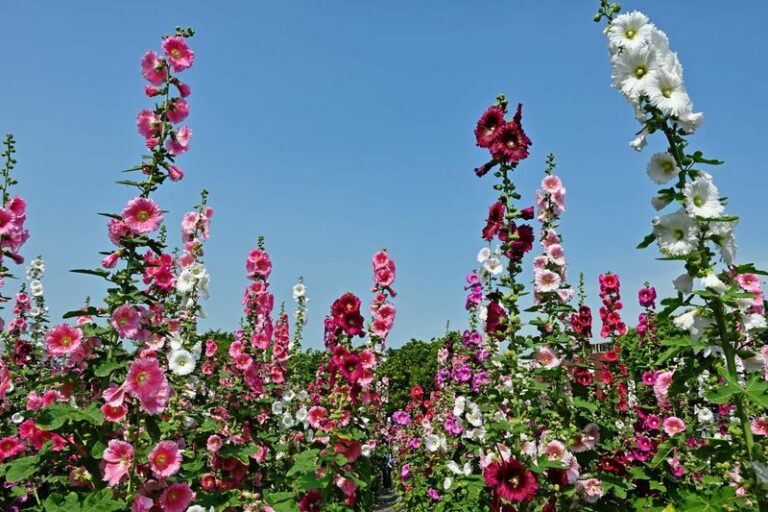 The Ultimate Guide To Growing Tall Hollyhocks That Actually Reach Full Height And Bloom