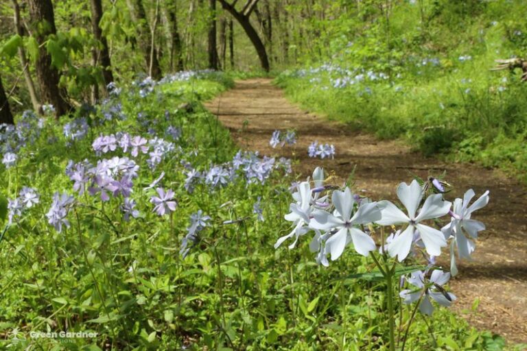 These Pennsylvania Native Wildflowers Beat The Annuals You Replant Every Spring And Come Back For Free