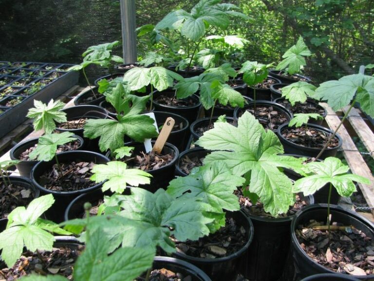 North Carolina Nurseries Worth The Drive If You Want Native Edibles Big Chains Skip