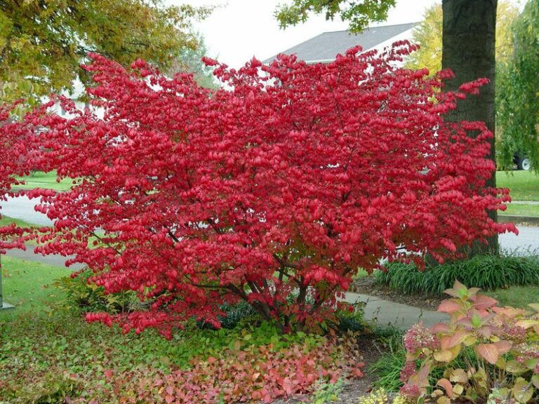 Burning Bush Is Now Illegal In Pennsylvania, And Here Are The Tougher Native Shrubs To Plant Instead