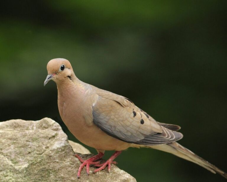 What It Really Means When A Mourning Dove Keeps Landing In Your Pennsylvania Yard
