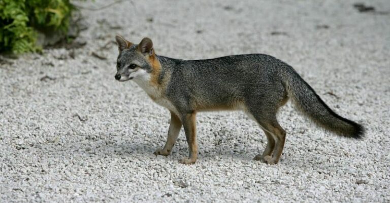 More Gray Foxes Patrolling Your North Carolina Property Means Fewer Rats All Season