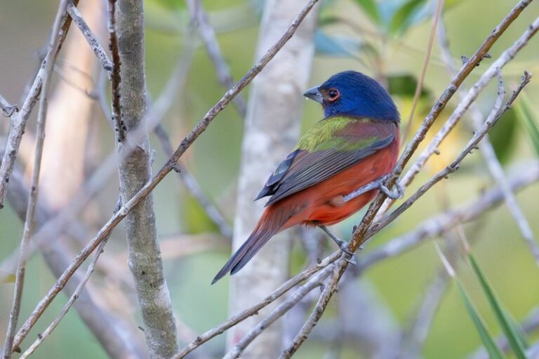 The Florida Native Vines That Cover A Fence And Bring Painted Buntings To It