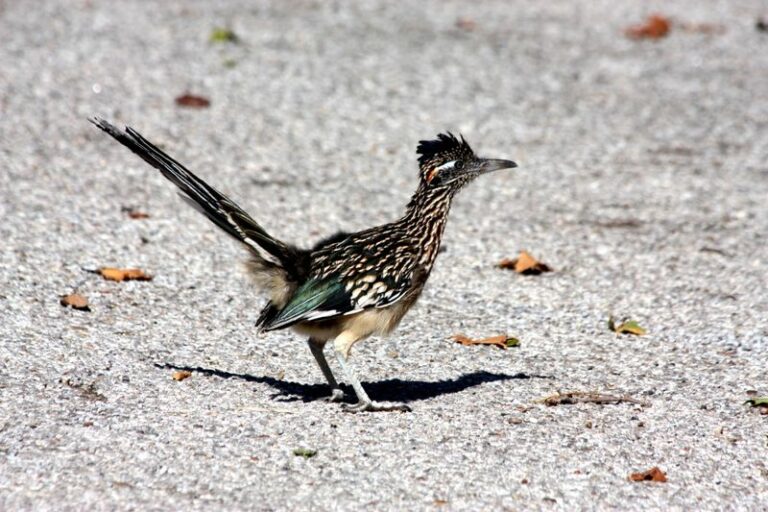 More Roadrunners Around Your Texas Yard Means Fewer Scorpions, And Here Is How To Invite Them In