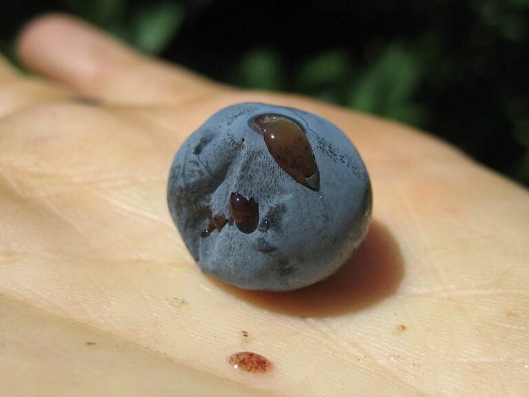This Tiny Pest Is Quietly Wrecking Pennsylvania Blueberry Bushes Right Before Harvest