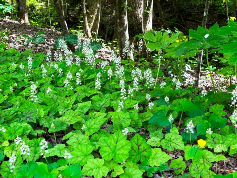 North Carolina Shade Plants That Do More For A Dark Bed Than Another Row Of Hostas