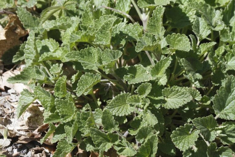 The Florida Porch Plant Linked To Laboratory Cockroach Repellency (And What Actually Seals The Back Door)