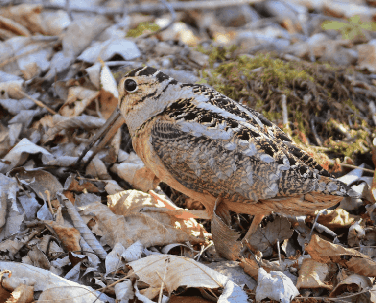 That Awkward Woodcock In Your Woods Sees Behind Its Own Head While Its Beak Is Buried
