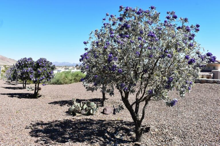 The Underused Native Texas Trees Some Neighborhoods Are Quietly Adding To Their Front Yards