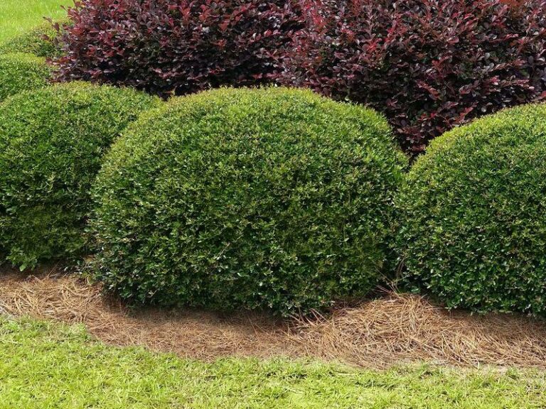 The Low-Water Shrub North Carolina Homeowners Grow Instead Of Fussy Oleander