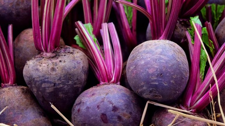 Most North Carolina Gardeners Think August Is Too Late For Beets, But It Is Their Best Start