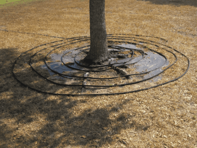 What Deep Watering Really Means For Your Texas Trees Before The Next Heat Blast
