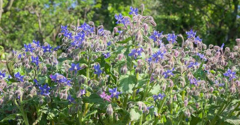 8 Reasons Borage Earns A Spot In Your North Carolina Front Yard, Not Just The Veg Bed