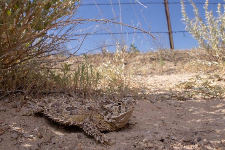 What It Really Means When A Horned Lizard Turns Up In Your Texas Yard Again
