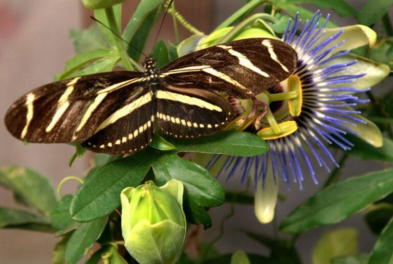 Why Zebra Longwing Butterflies Vanish From North Carolina Gardens And The Plants That Bring Them Back