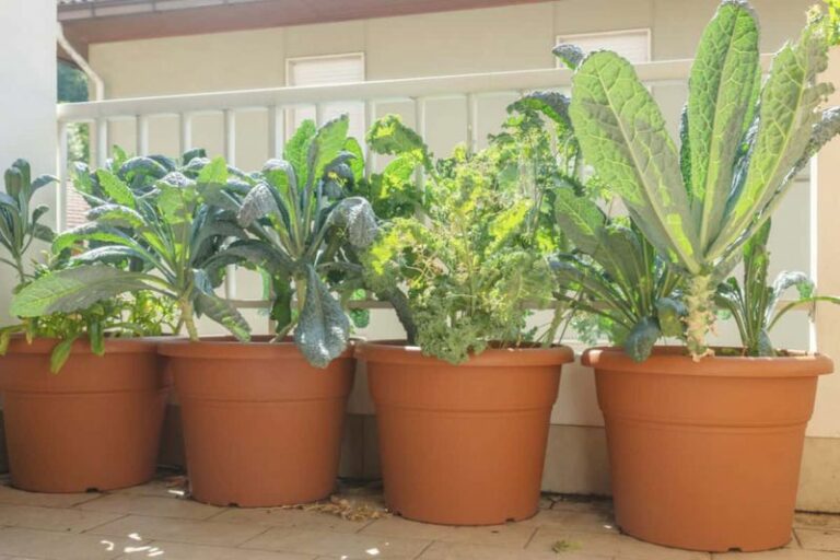 Grow A Full Salad Bar On One Sunny Stoop And Stop Buying Bagged Greens