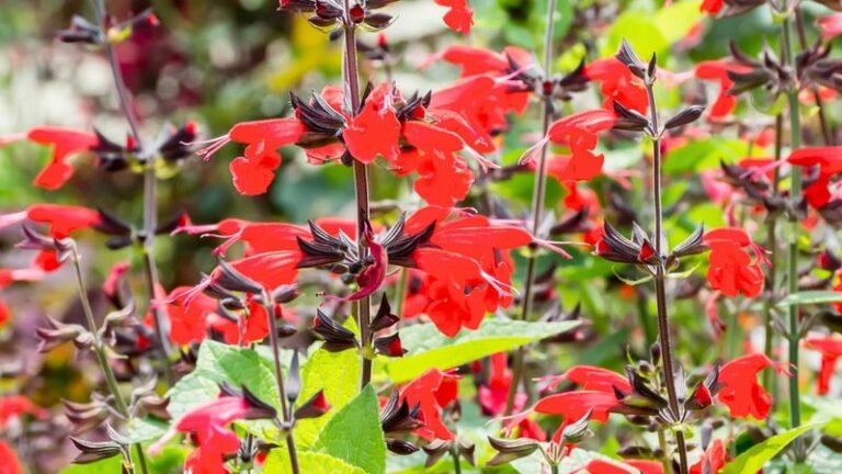 The North Carolina Native Sage Pollinators Keep Choosing All Summer Long