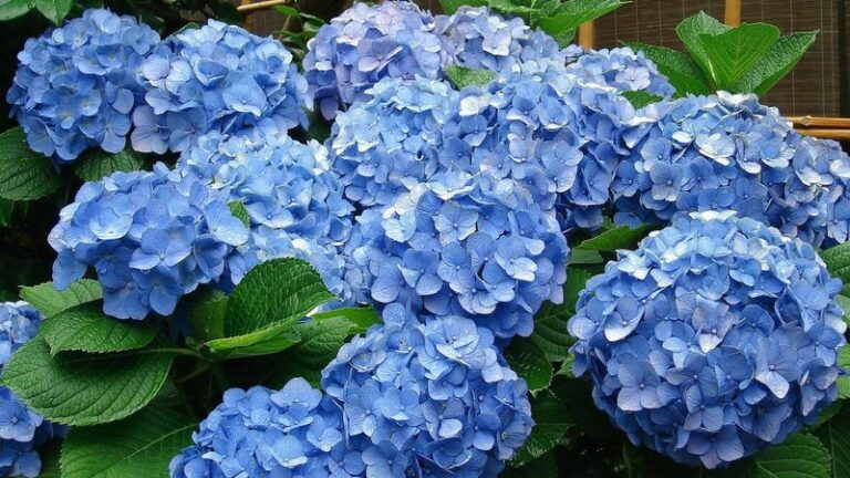 The One Thing North Carolina Hydrangeas Need In August If You Want Blooms Next Spring