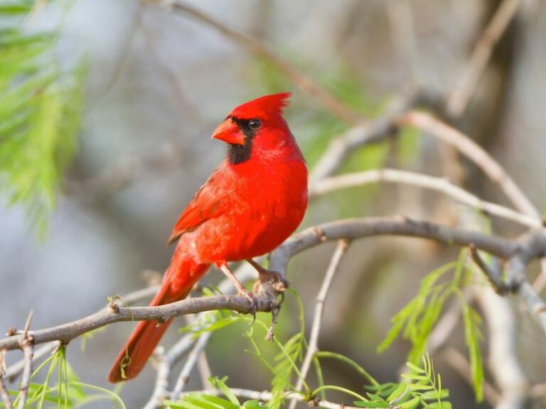The Meaning Behind A Cardinal Choosing Your Texas Yard Again And Again