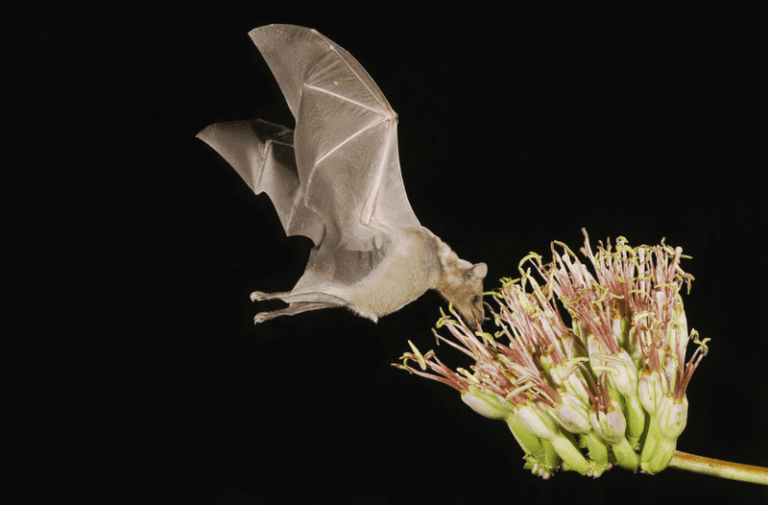 The Night-Blooming Texas Plants That Draw Bats In To Thin Out Mosquito Hour