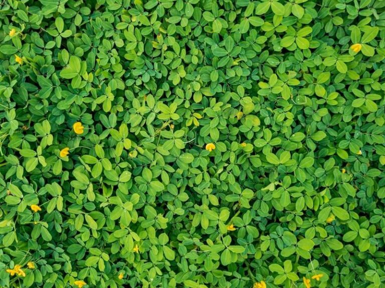Rhizoma Perennial Peanut: A Long-Term Lawn Alternative For Suitable Florida Yards
