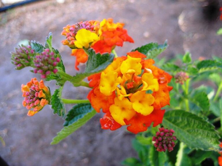 Texas Lantana Is The Fence-Line Plant Behind The Mosquito Claim, And Here Is What The Research Actually Says