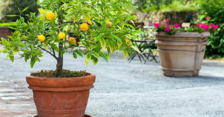 8 Tips For Growing Lemon Trees In Containers Through A Texas Summer