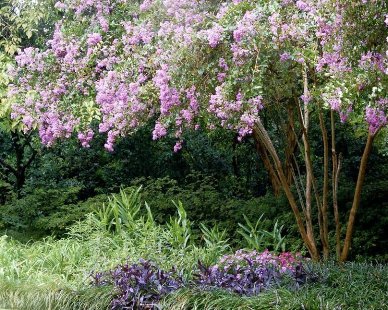 The One Thing You Must Do To Texas Crape Myrtles Before September Ends