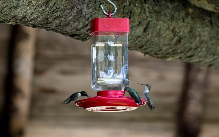 Keep Your Hummingbird Feeder Up Until October Because The Stragglers Passing Through Now Need It Most