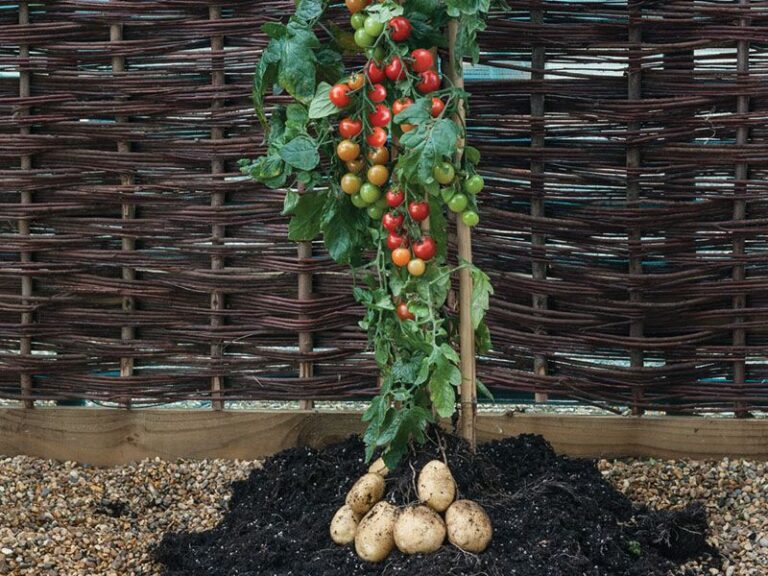 One Tomato Plant Can Grow A Second Crop Of Potatoes Under The Soil, And Here Is How Grafting Does It